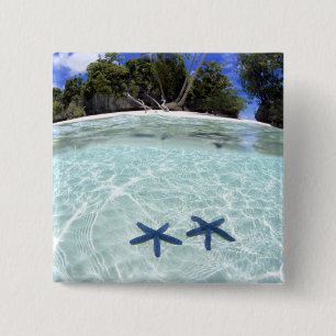 Chapa Cuadrada Estrellas de mar, Islas Rock, Palaos 2