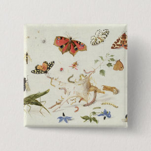 Chapa Cuadrada Estudio de insectos y de flores