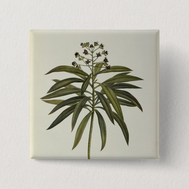 Chapa Cuadrada Euforbio Mellifera (Anverso)