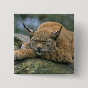 Chapa Cuadrada Europ�_ischer Luchs, Eurasischer Luchs (lince