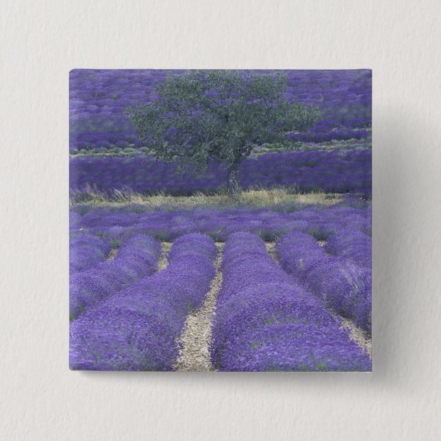 Chapa Cuadrada Europa, Francia, Provenza, Sault, Campos Lavender  (Anverso)