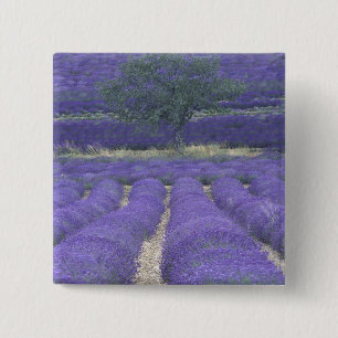 Chapa Cuadrada Europa, Francia, Provenza, Sault, Campos Lavender