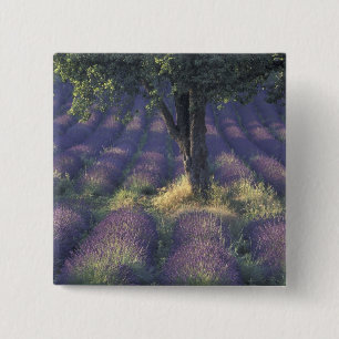Chapa Cuadrada Europa, Francia, Provenza, Sault, Lavanda