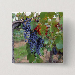 Chapa Cuadrada Europa, Francia, Rosellón. Viñedos, con