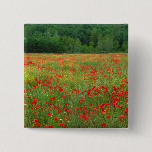 Chapa Cuadrada Europa, Italia, Toscana, amapolas rojas en campo.