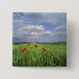 Chapa Cuadrada Europa, Toscana, Poggiolo. Amapolas rojas se mecen