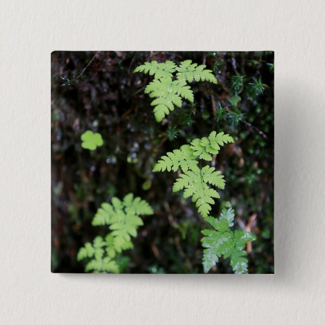 Chapa Cuadrada Ferromes - (Anverso)