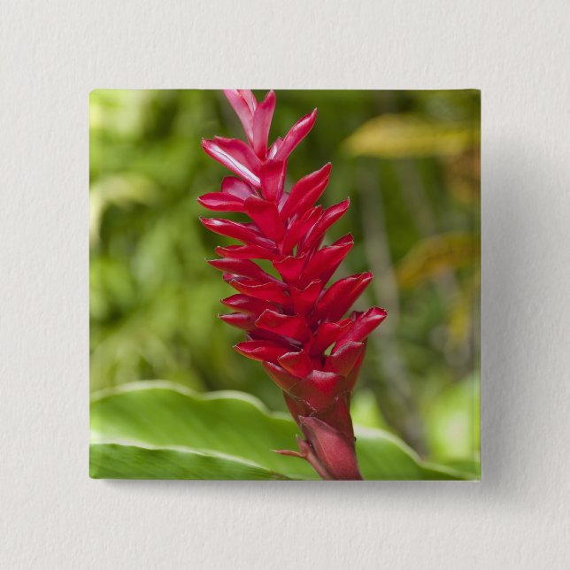 Chapa Cuadrada Fiji, isla de Viti Levu. Flor. (Anverso)