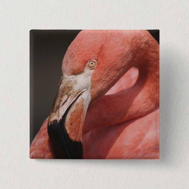 Chapa Cuadrada Flamenco chileno, Phoenicopterus chilensis (Anverso)