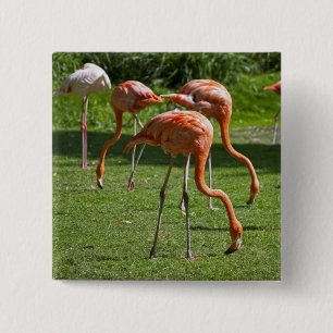 Chapa Cuadrada Flamencos