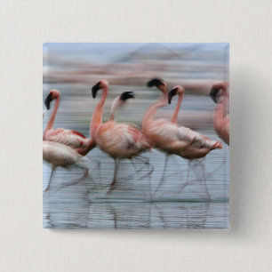 Chapa Cuadrada Flamencos menores en movimiento, Phoenicopterus