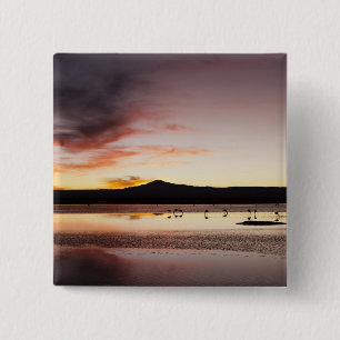 Chapa Cuadrada Flamingo chileno