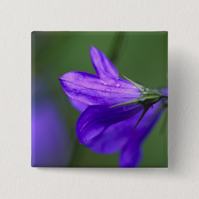 Chapa Cuadrada Flor azul en el paso de la independencia (Anverso)