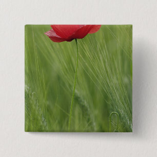 Chapa Cuadrada Flor de amapola roja entre cultivo de trigo, Tosca