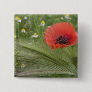 Chapa Cuadrada Flor de amapola roja, Toscana, Italia