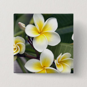 Chapa Cuadrada Flor de frangipani Islas Cook