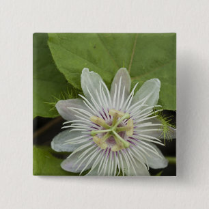 Chapa Cuadrada Flor de la Pasión de Galápagos Passiflora foetida