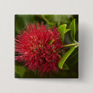 Chapa Cuadrada Flor de Pohutukawa, Dunedin