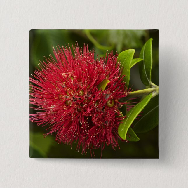 Chapa Cuadrada Flor de Pohutukawa, Dunedin (Anverso)