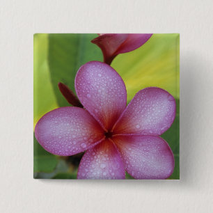 Chapa Cuadrada Flor, Plumeria sp.), Pacífico Sur, Niue