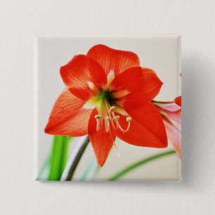 Chapa Cuadrada Flor roja del Amaryllis