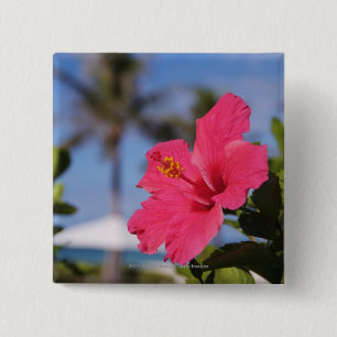Chapa Cuadrada Flor rosada del hibisco