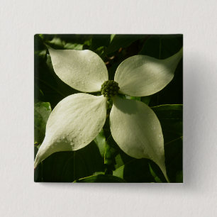 Chapa Cuadrada Floral de primavera de Dogwood Blossom iluminada p