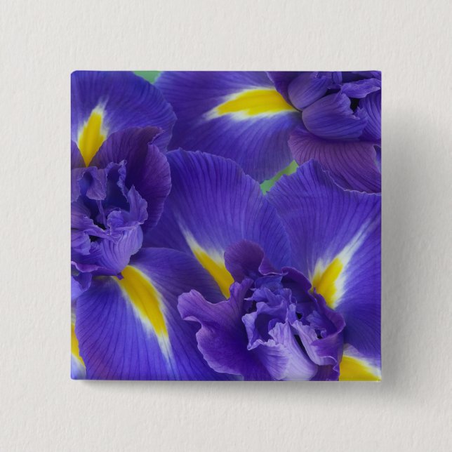 Chapa Cuadrada Flores de Iris (Anverso)