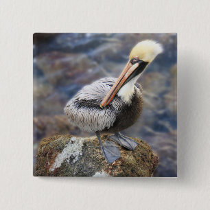 Chapa Cuadrada Florida Brown Pelican Standing on Jetty Rock