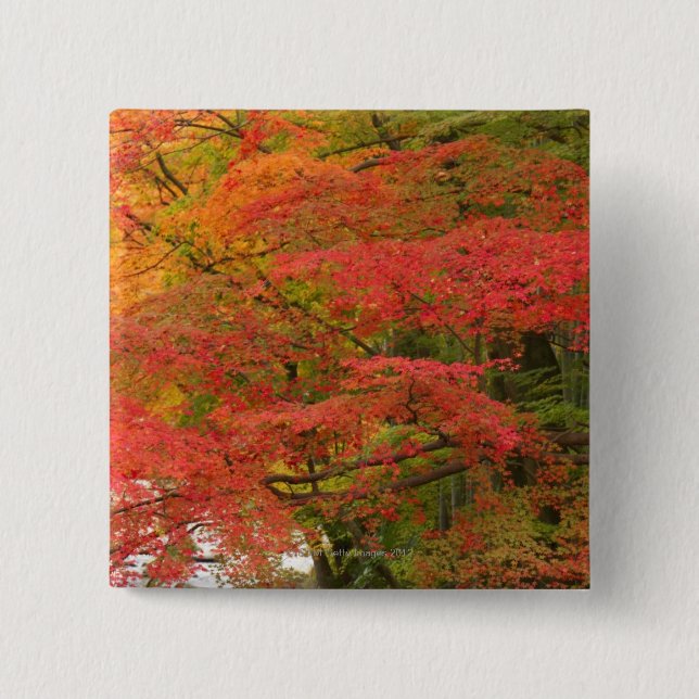 Chapa Cuadrada Follaje de otoño japonés (Anverso)