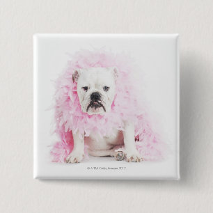 Chapa Cuadrada fondo blanco, bulldog blanco, pluma rosada