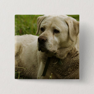 Chapa Cuadrada Foto de Labrador