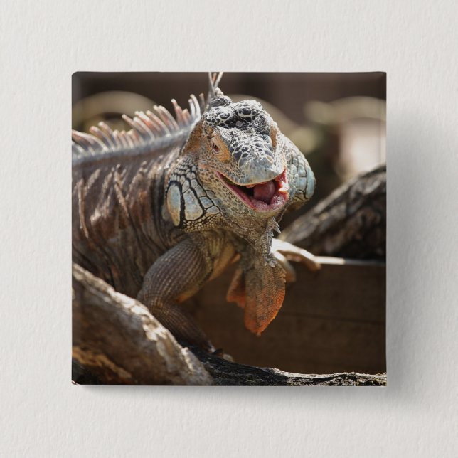 Chapa Cuadrada Foto de risa de la iguana (Anverso)