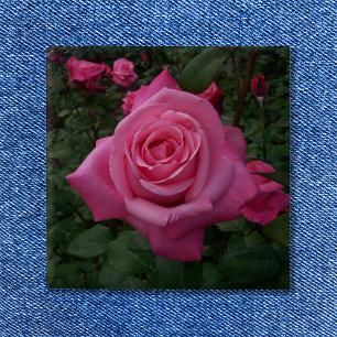 Chapa Cuadrada Foto de Rosa Rosa