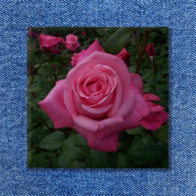 Chapa Cuadrada Foto de Rosa Rosa (Pink Rose Button)