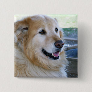 Chapa Cuadrada Foto del golden retriever