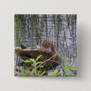 Chapa Cuadrada Foto en primer plano de un pato