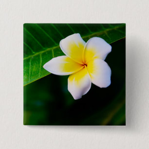 Chapa Cuadrada Fotografía de Flor de Plumeria
