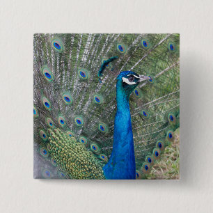 Chapa Cuadrada Fotografía de pavo real
