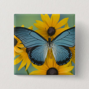 Chapa Cuadrada Fotografía de Sammamish Washington de Mariposa