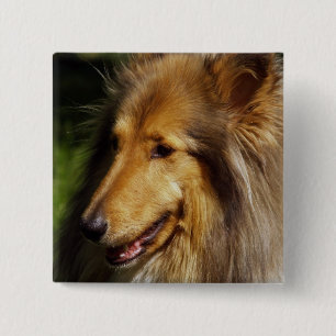 Chapa Cuadrada Fotografía del perro del collie