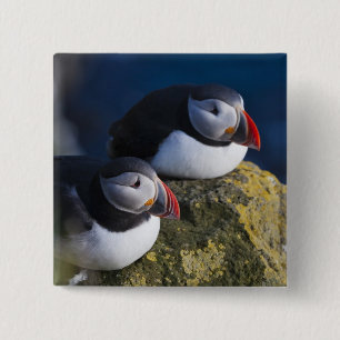 Chapa Cuadrada Frailecillo atlántico (Fratercula arctica) 7