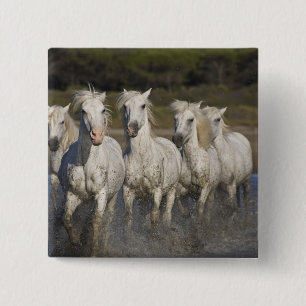 Chapa Cuadrada Francia, Camargue. Caballos corren