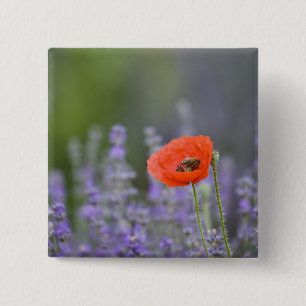 Chapa Cuadrada Francia, Provenza. Amapola solitaria en campo de