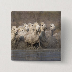 Chapa Cuadrada Francia, Provenza. Caballos blancos de Camarga cor