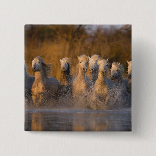 Chapa Cuadrada Francia, Provenza. Caballos blancos de Camargue