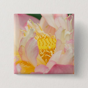 Chapa Cuadrada Franklin NC, Perry's Water Garden, Lotus con