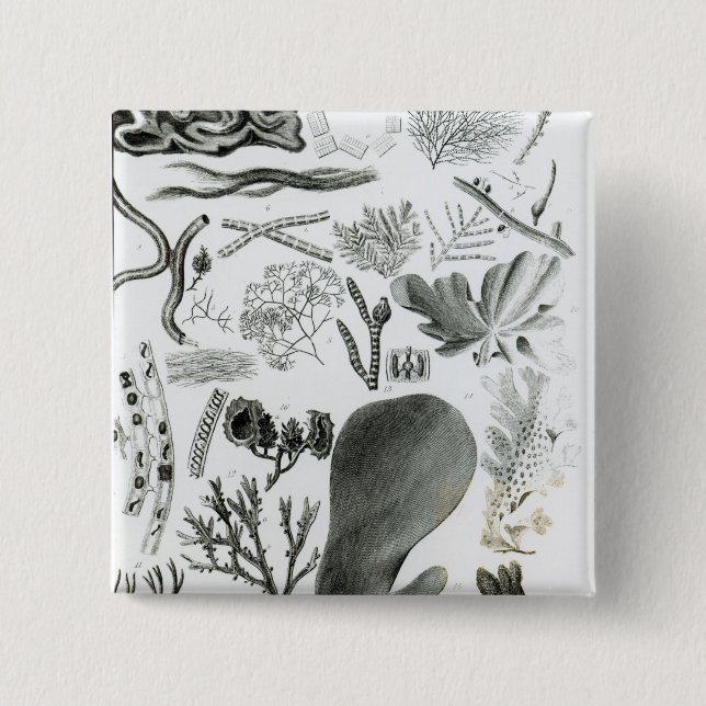 Chapa Cuadrada Fucus de Conferra (Anverso)