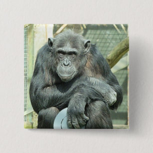 CHAPA CUADRADA FUNNY CHIMPANZEE