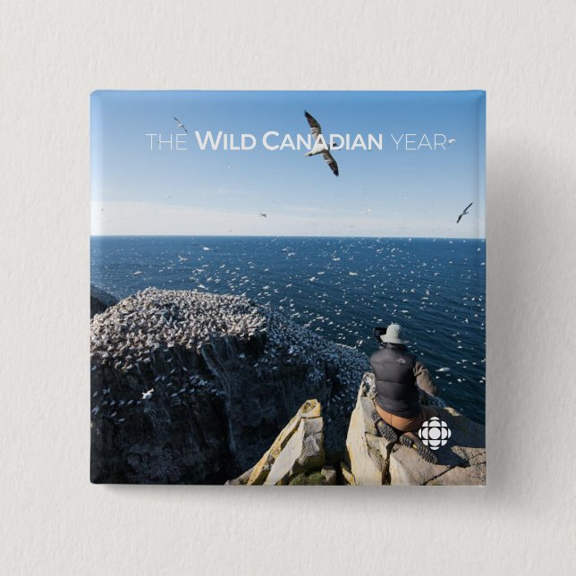 Chapa Cuadrada Gannets del norte (Anverso)